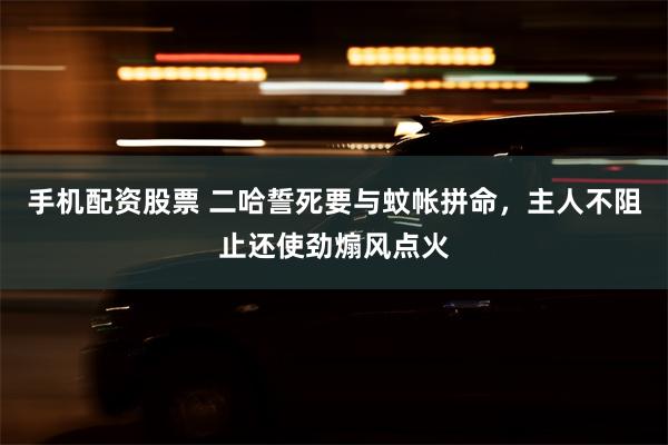 手机配资股票 二哈誓死要与蚊帐拼命，主人不阻止还使劲煽风点火